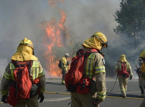 Del lobo a la abeja. la catástrofe tras los incendios que aún no vemos Del lobo a la abeja: la catástrofe tras los incendios que aún no vemos