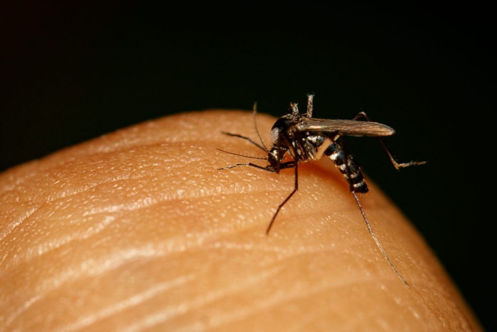 EL GRUPO SANGUÍNEO QUE MÁS ATRAE A LOS MOSQUITOS