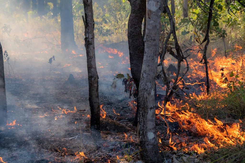 EL RIESGO POTENCIAL DE UN INCENDIO FORESTAL