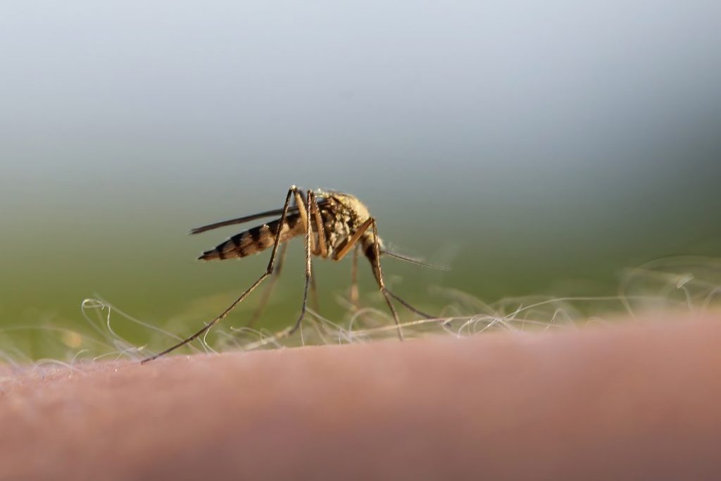 EL TIPO DE SANGRE INFLUYE EN LAS PICADURAS DE MOSQUITOS