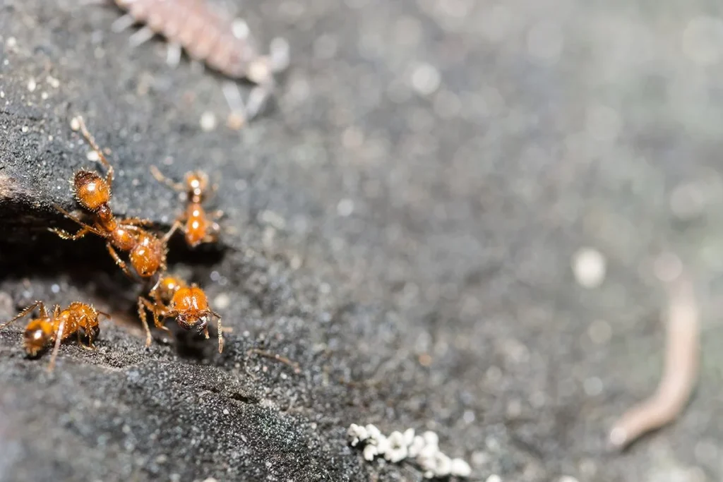 EXPANSIÓN DE LAS HORMIGAS DE FUEGO