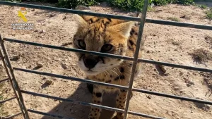 El caso revela la expansión de un lucrativo mercado negro de mascotas exóticas con daños millonarios para la fauna silvestre
