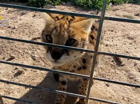 El caso revela la expansión de un lucrativo mercado negro de mascotas exóticas con daños millonarios para la fauna silvestre El caso revela la expansión de un lucrativo mercado negro de mascotas exóticas con daños millonarios para la fauna silvestre