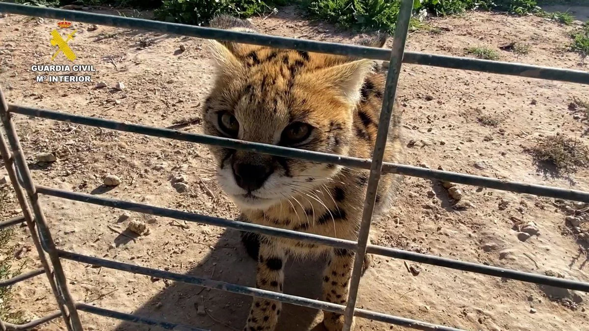 El caso revela la expansión de un lucrativo mercado negro de mascotas exóticas con daños millonarios para la fauna silvestre El caso revela la expansión de un lucrativo mercado negro de mascotas exóticas con daños millonarios para la fauna silvestre