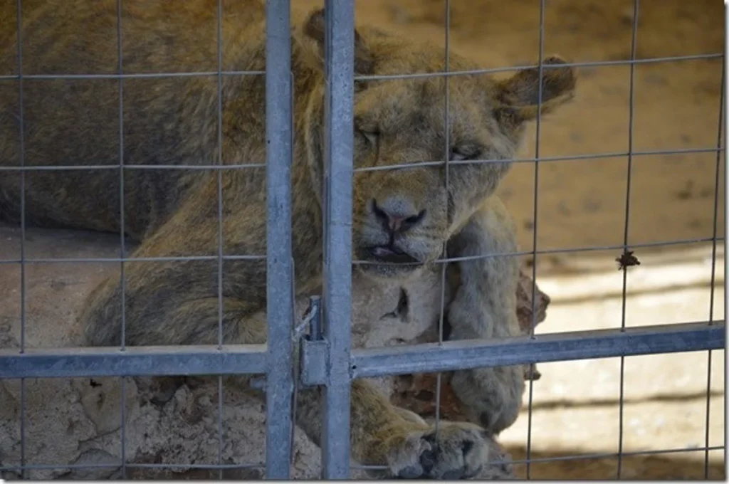 Entre los más de 150 animales hallados había ejemplares en peligro de extinción y especies robadas en otras provincias
