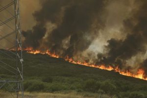 Especies al límite: cómo el fuego amenaza la supervivencia de aves y mamíferos protegidos