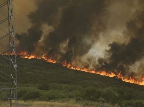 Especies al límite. cómo el fuego amenaza la supervivencia de aves y mamíferos protegidos Especies al límite: cómo el fuego amenaza la supervivencia de aves y mamíferos protegidos