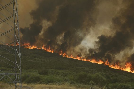 Del lobo a la abeja: la catástrofe tras los incendios que aún no vemos 1 Especies al límite: cómo el fuego amenaza la supervivencia de aves y mamíferos protegidos