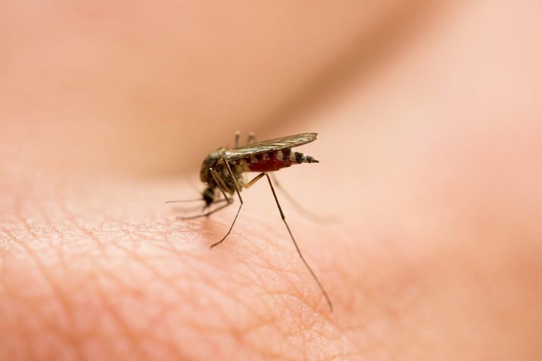 Este es el motivo por lo que te pican los mosquitos, y tu grupo sanguíneo es la clave