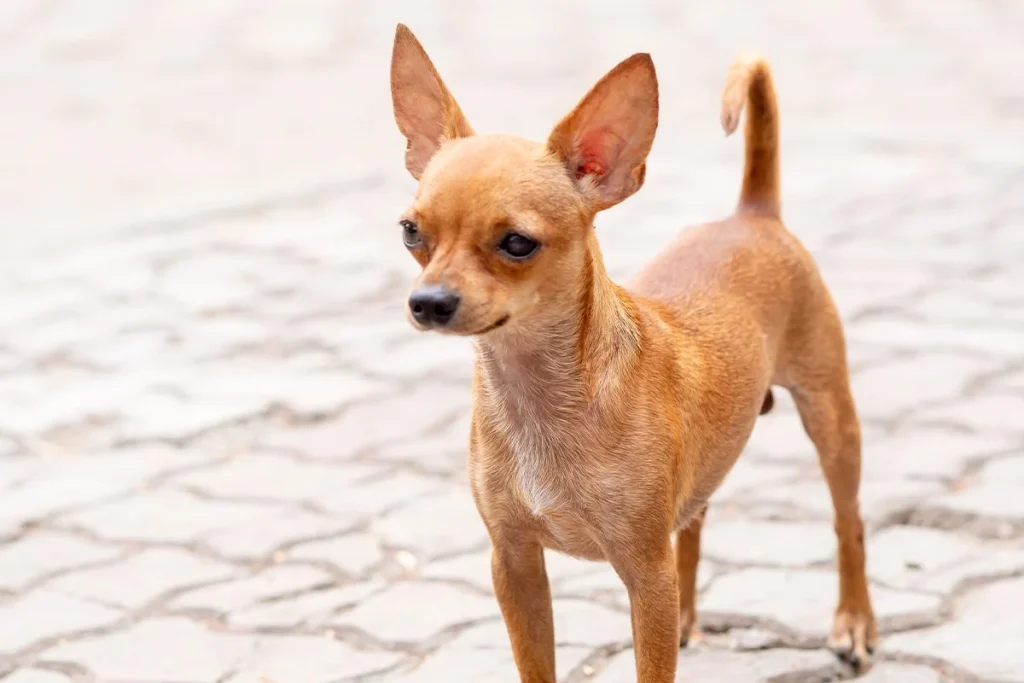 GRAN SORPRESA PARA LOS DUEÑOS DEL CHIHUAHUA