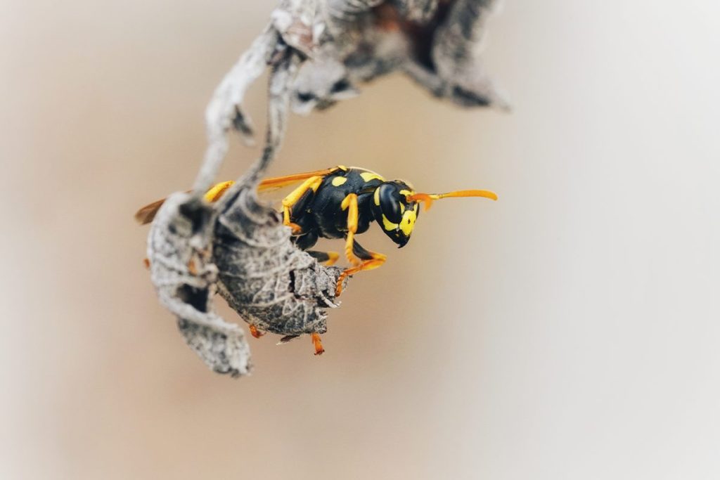 La ciencia explica el truco definitivo para quitarse de encima a las avispas en verano 121 HAZ UNA OFRENDA A LAS AVISPAS