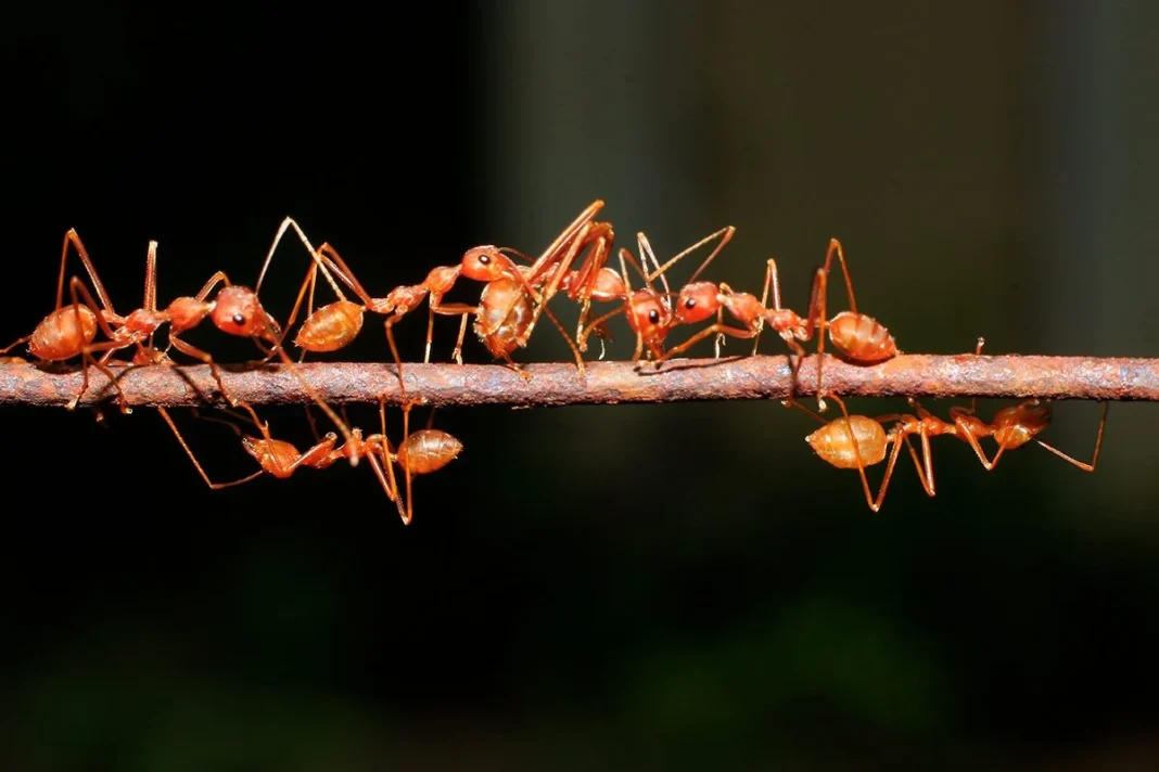 HORMIGAS DE FUEGO EN ELCHE
