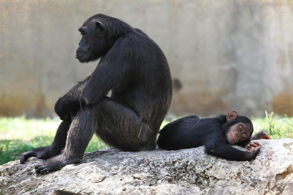 LA CLAVE EN LA COMUNICACIÓN DE LOS CHIMPANCÉS