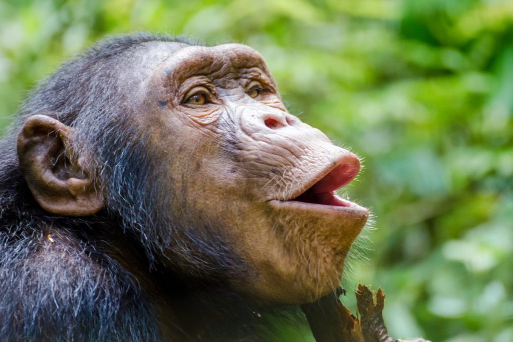LA COMUNICACIÓN DE LOS CHIMPANCÉS