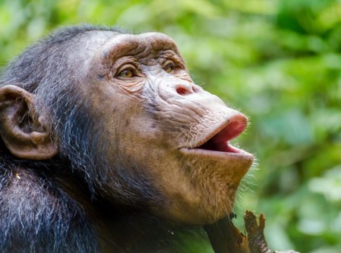 LA COMUNICACIÓN DE LOS CHIMPANCÉS LA COMUNICACIÓN DE LOS CHIMPANCÉS