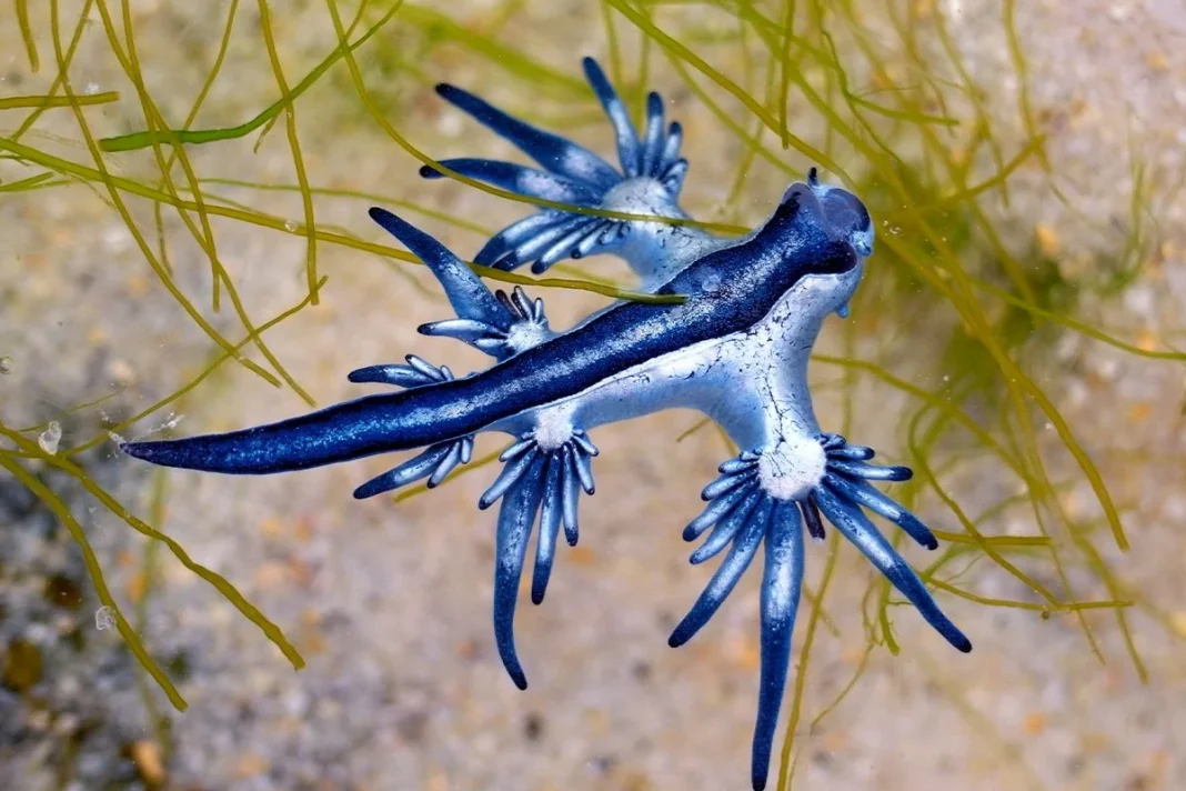 LAS AUTORIDADES ADVIERTEN DE LA PRESENCIA DE DRAGONES AZULES