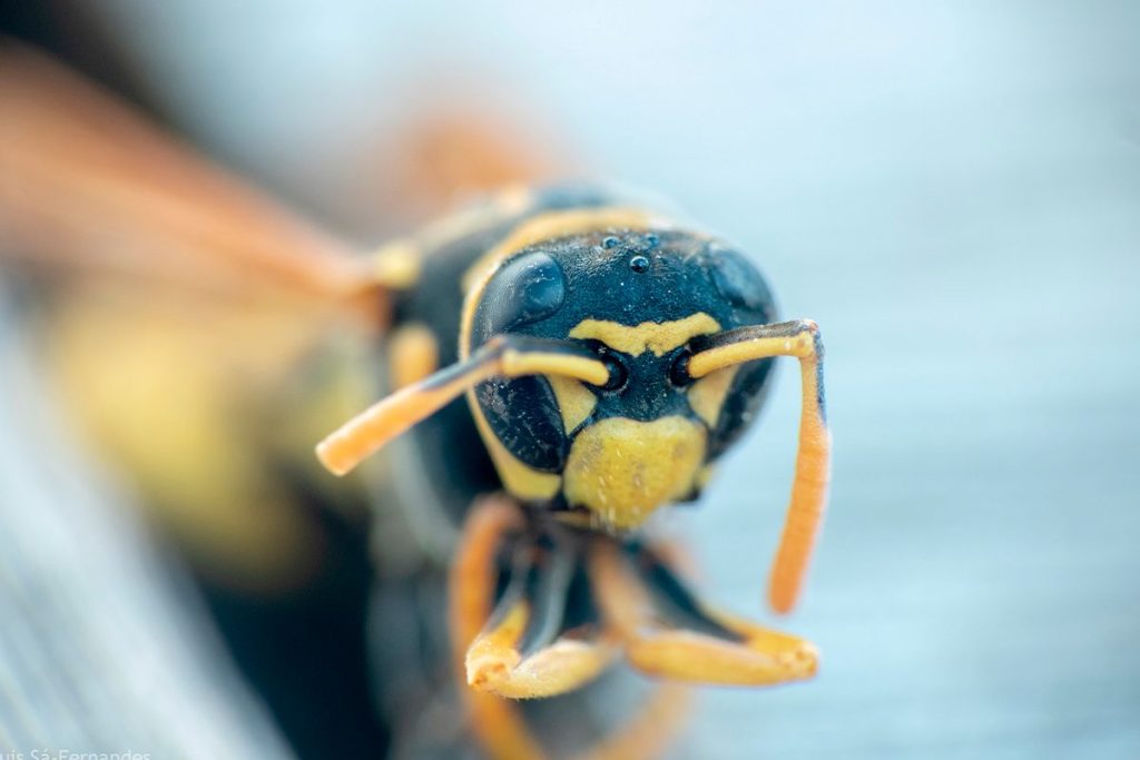 La ciencia explica el truco definitivo para quitarse de encima a las avispas en verano 118 LAS AVISPAS Y SUS VISITAS DE VERANO