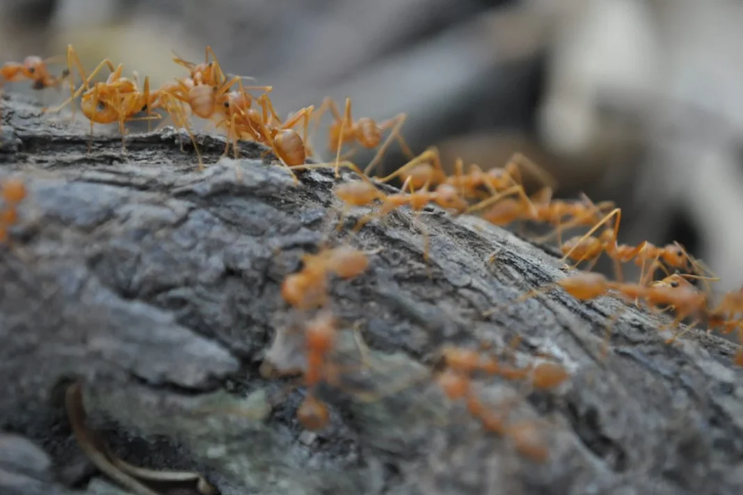 LAS HORMIGAS DE FUEGO EN ESPAÑA