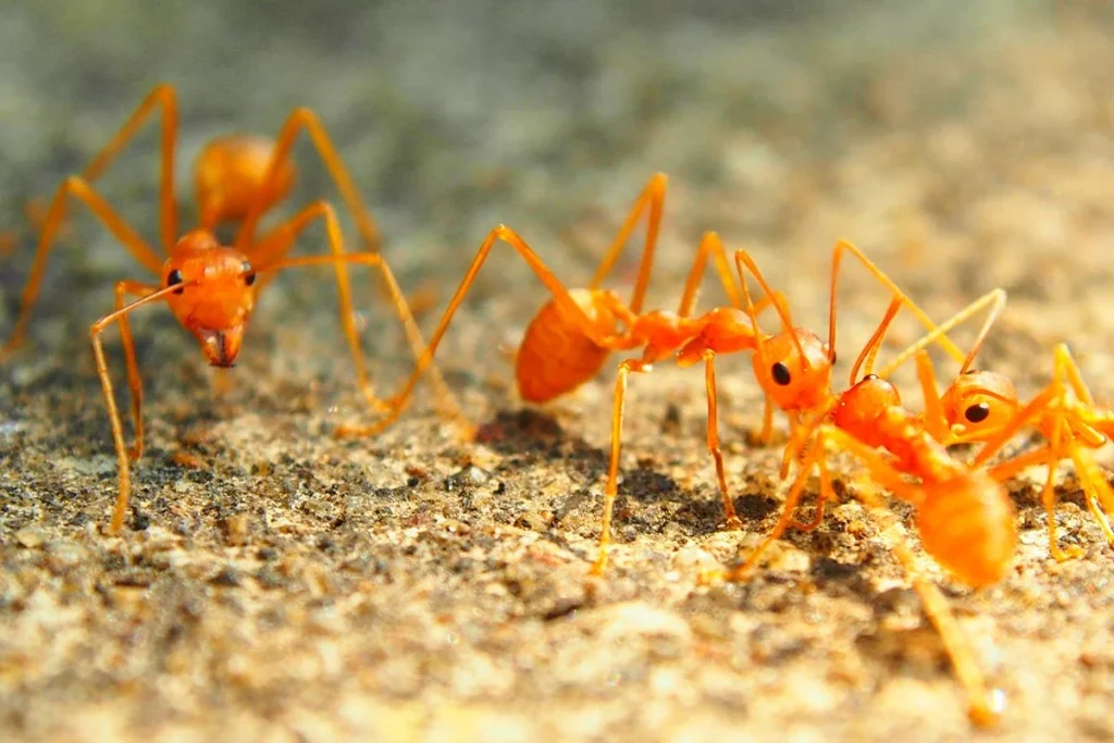 LAS HORMIGAS DE FUEGO PROCEDEN DE AMÉRICA DEL SUR