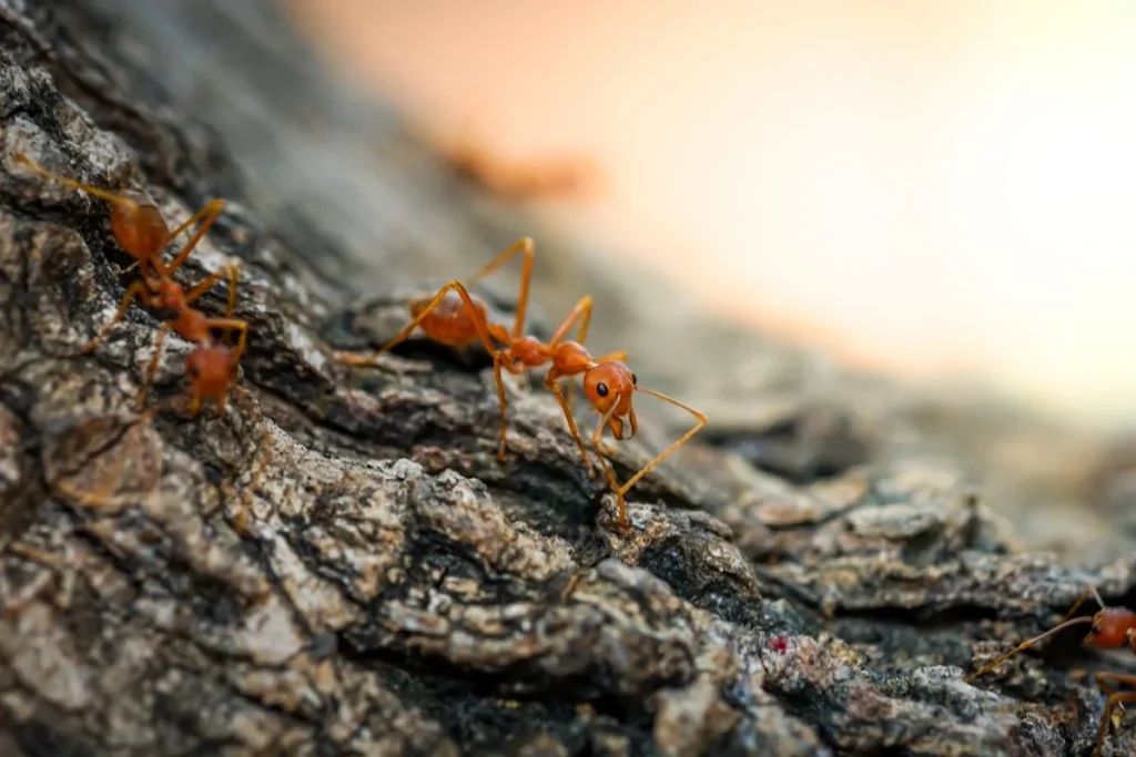 LAS HORMIGAS DE FUEGO SON PELIGROSAS PARA LA SALUD
