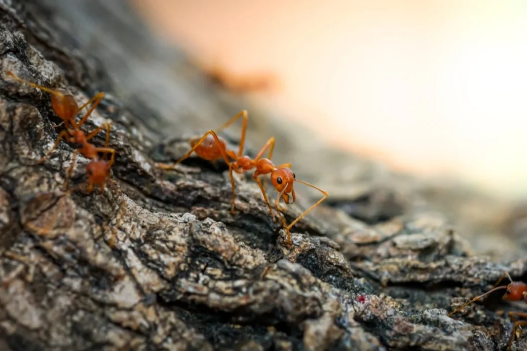 LAS HORMIGAS DE FUEGO SON PELIGROSAS PARA LA SALUD