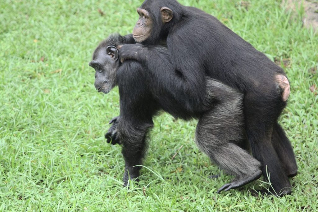 LAS MADRES TIENEN MAYOR PESO EN LA CRIANZA DE LOS CHIMPANCÉS
