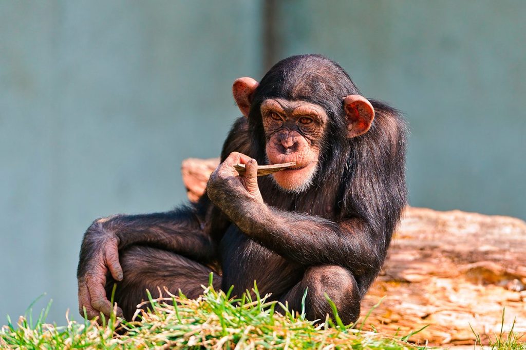 LAS VOCALIZACIONES DE LOS CHIMPANCÉS