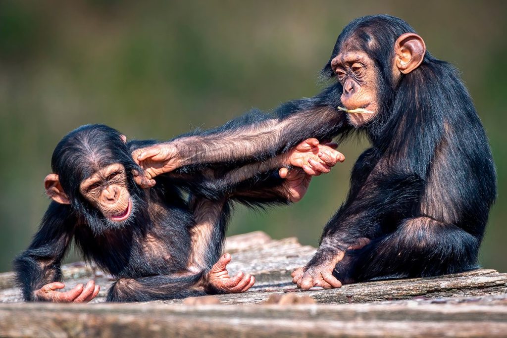 LOS CHIMPANCÉS SE FIJAN EN SUS MADRES Y NO EN SUS PADRES