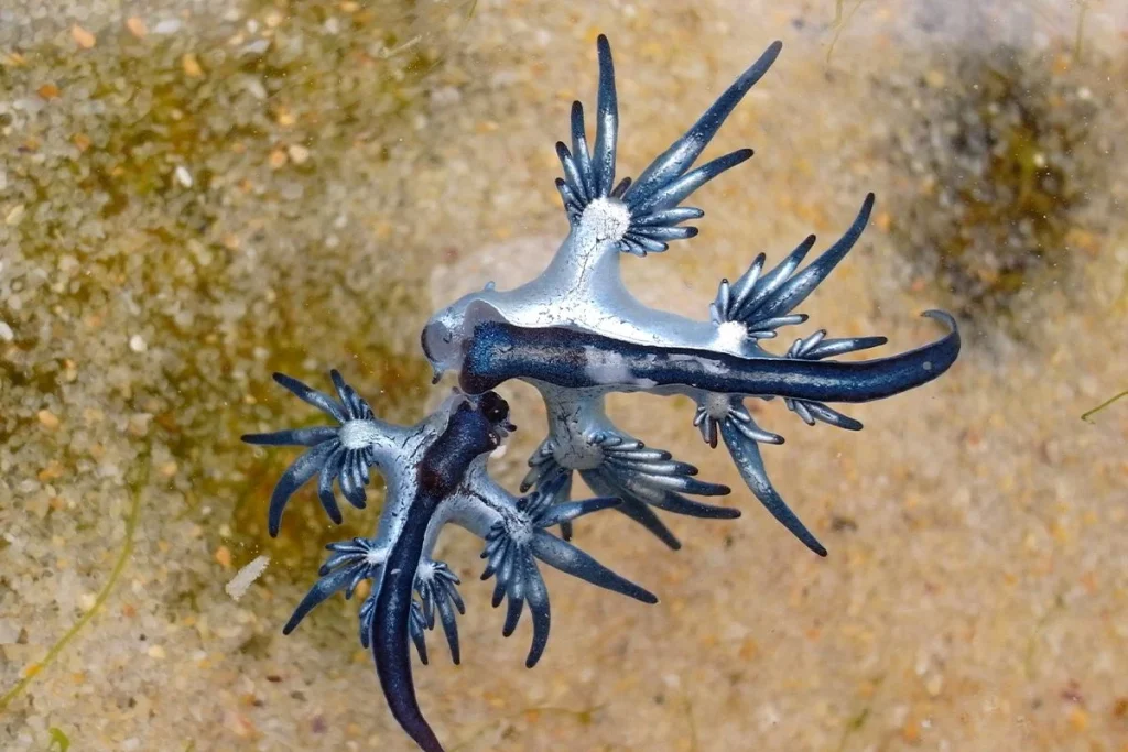 LOS DRAGONES AZULES CIERRAN PLAYAS EN EL MEDITERRÁNEO