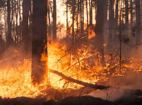 LOS INCENDIOS FORESTALES ASOLAN ESPAÑA LOS INCENDIOS FORESTALES ASOLAN ESPAÑA