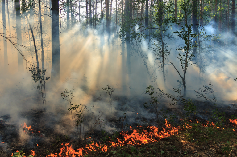 Incendios forestales en España: Zaragoza y Guadalajara elevan a 110.000 las hectáreas quemadas