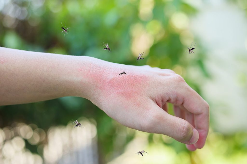 LOS MOSQUITOS CAUSAN 700.000 MUERTES AL AÑO