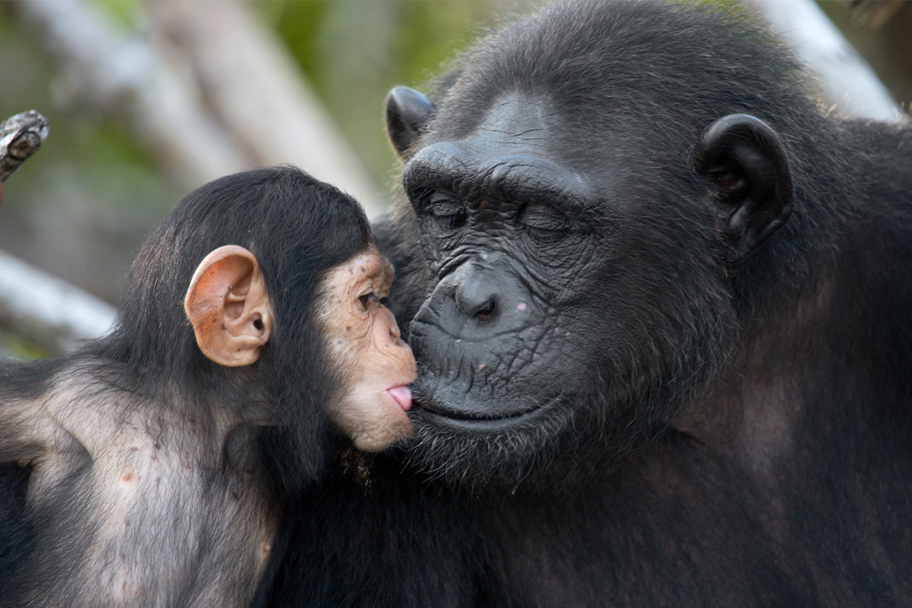 LOS PARIENTES PATERNOS DE LOS CHIMPANCÉS ESTÁN DESVINCULADOIS