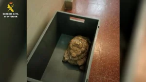 La Guardia Civil investiga a dos hombres por tráfico de especies protegidas y contrabando tras localizar el recinto en Nules