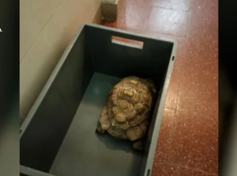 La Guardia Civil investiga a dos hombres por tráfico de especies protegidas y contrabando tras localizar el recinto en Nules La Guardia Civil investiga a dos hombres por tráfico de especies protegidas y contrabando tras localizar el recinto en Nules