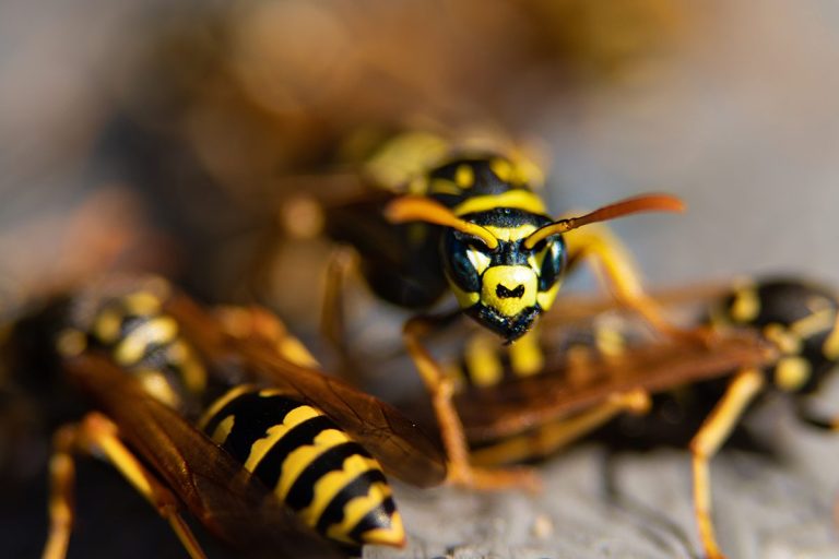 La ciencia explica el truco definitivo para quitarse de encima a las avispas en verano