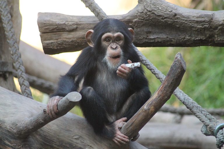 Los chimpancés aprenden a comunicarse imitando a sus madres y no a sus padres, según un estudio​