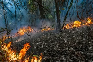 MEGAINCENDIOS Y OTRAS CATEGORÍAS