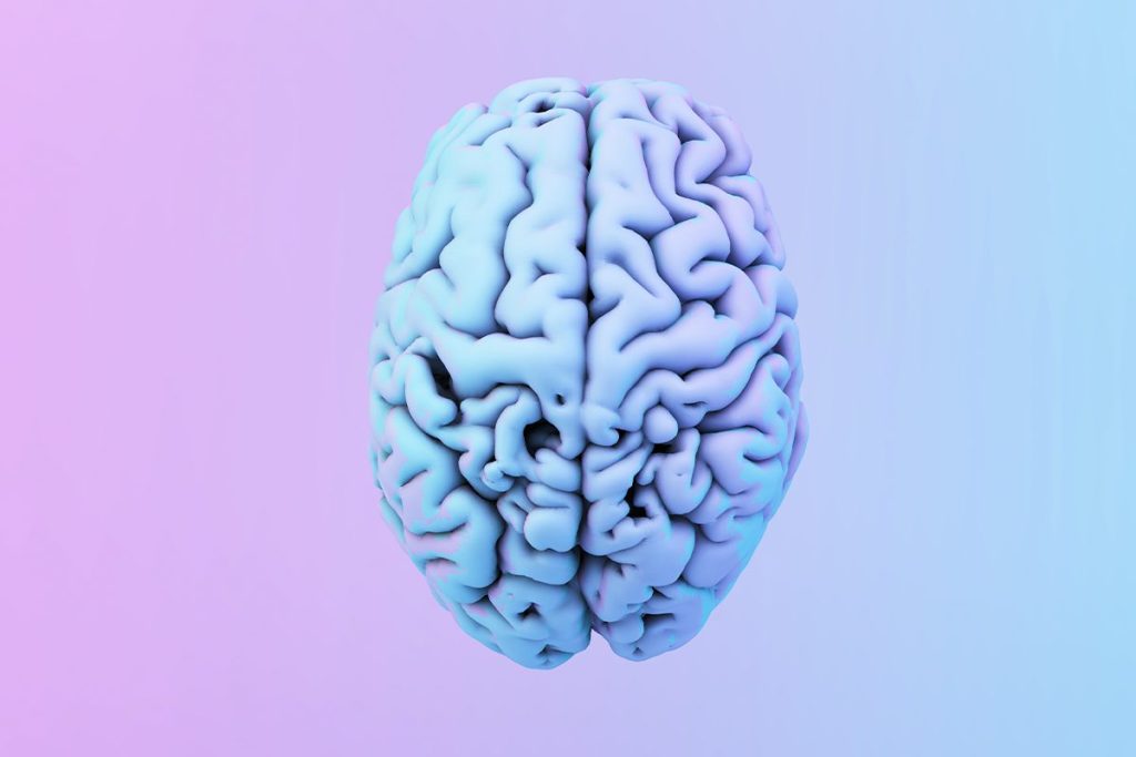 NUEVO MODELO TRIDIMENSIONAL DEL CEREBRO HUMANO