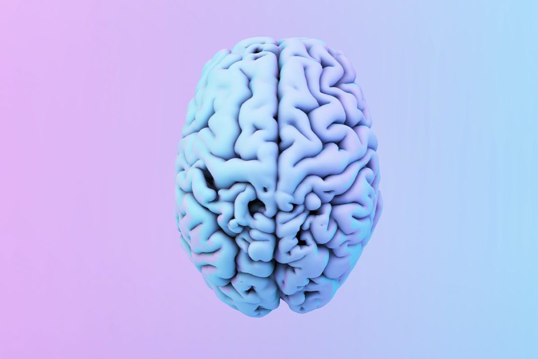 NUEVO MODELO TRIDIMENSIONAL DEL CEREBRO HUMANO