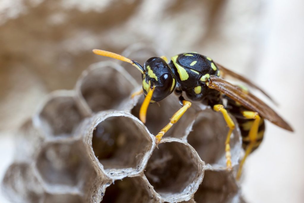 La ciencia explica el truco definitivo para quitarse de encima a las avispas en verano 120 OBSERVA LO QUE COMEN LAS AVISPAS