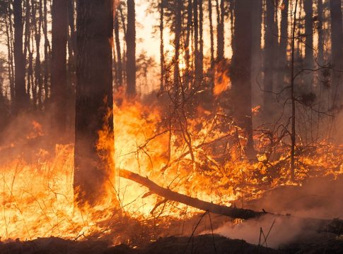 OTRAS CAUSAS Y FACTORES QUE PROVOCAN UN INCENDIO FORESTAL OTRAS CAUSAS Y FACTORES QUE PROVOCAN UN INCENDIO FORESTAL