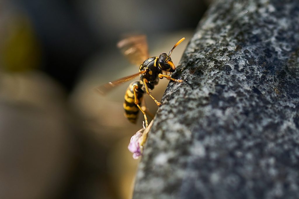 La ciencia explica el truco definitivo para quitarse de encima a las avispas en verano 119 PERMANECE QUIETO ANTE LAS AVISPAS