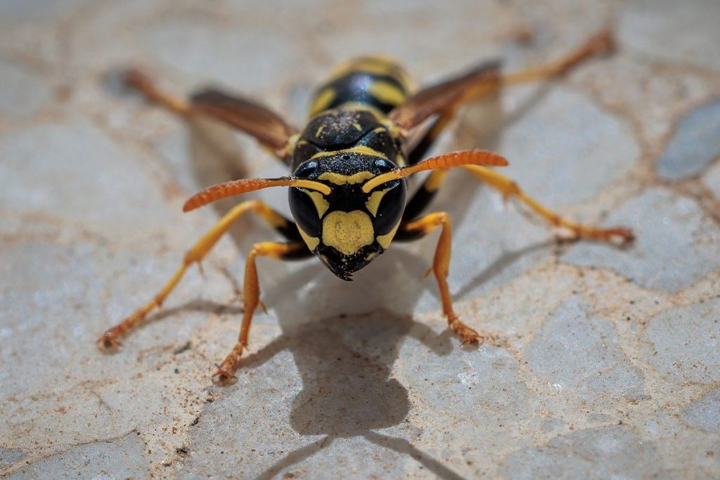 La ciencia explica el truco definitivo para quitarse de encima a las avispas en verano 125 PREFERENCIAS DE LAS AVISPAS