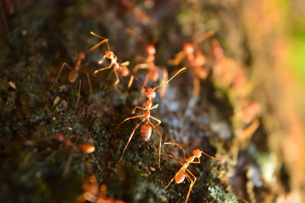 PREOCUPAN LAS HORMIGAS DE FUEGO
