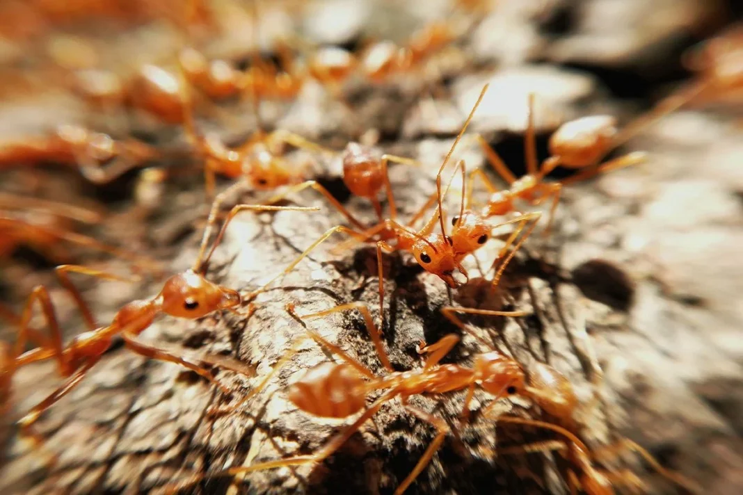 PRESENCIA EN ESPAÑA DE LAS HORMIGAS DE FUEGO