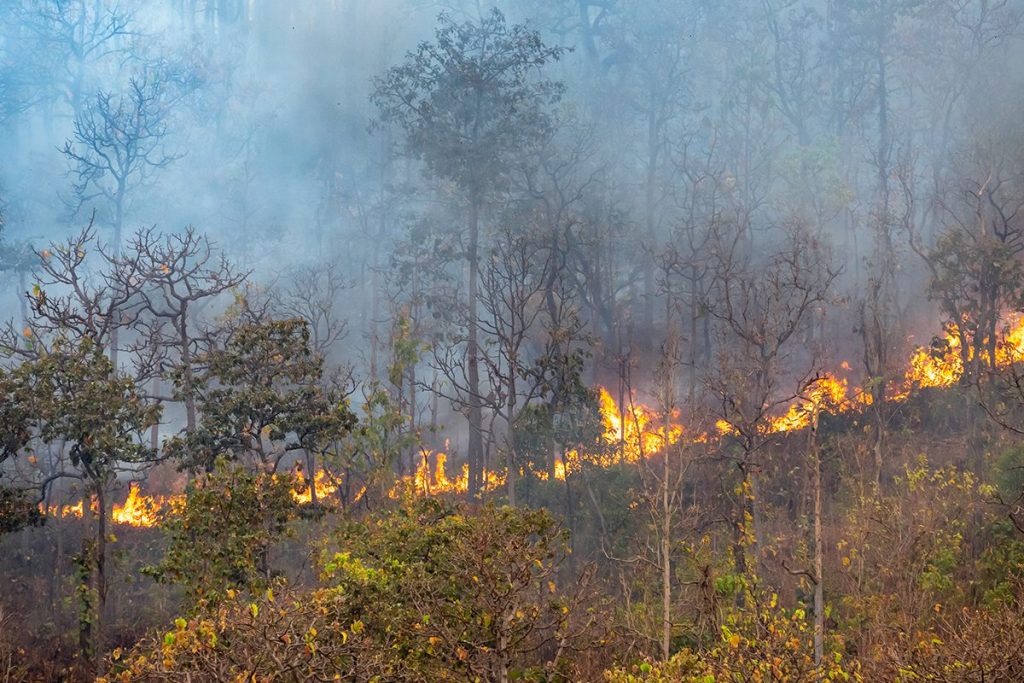 PRINCIPALES CAUSAS DE LOS INCENDIOS FORESTALES EN ESPAÑA