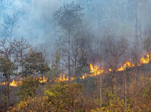 PRINCIPALES CAUSAS DE LOS INCENDIOS FORESTALES EN ESPAÑA PRINCIPALES CAUSAS DE LOS INCENDIOS FORESTALES EN ESPAÑA