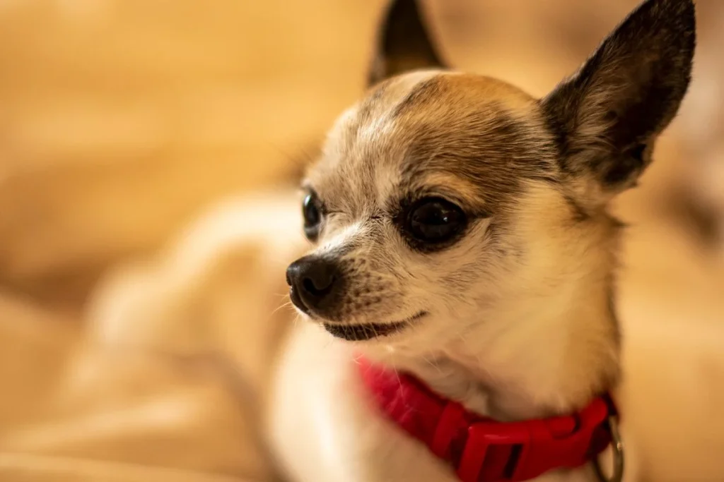 RÁPIDA INTERVENCIÓN VETERINARIA SOBRE EL CHIHUAHUA