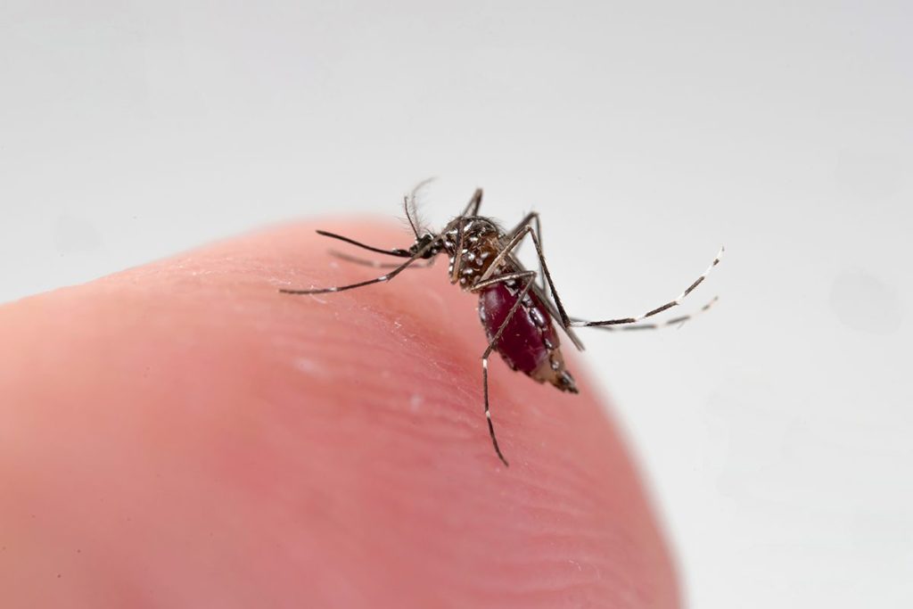 REDUCE EL RIESGO DE PICADURAS DE MOSQUITOS